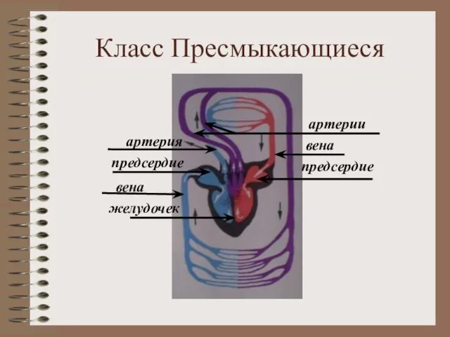 Класс Пресмыкающиеся желудочек вена предсердие артерия предсердие артерии вена