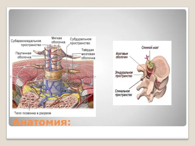 Анатомия: