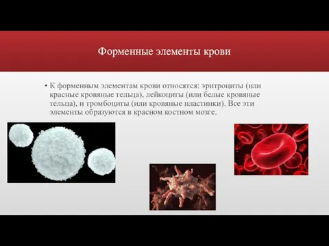 Форменные элементы крови К форменным элементам крови относятся: эритроциты (или