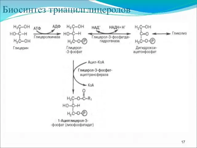 Биосинтез триацилглицеролов