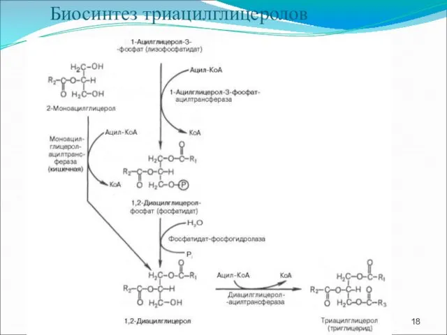 Биосинтез триацилглицеролов