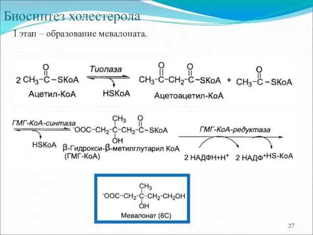 Биосинтез холестерола I этап – образование мевалоната.