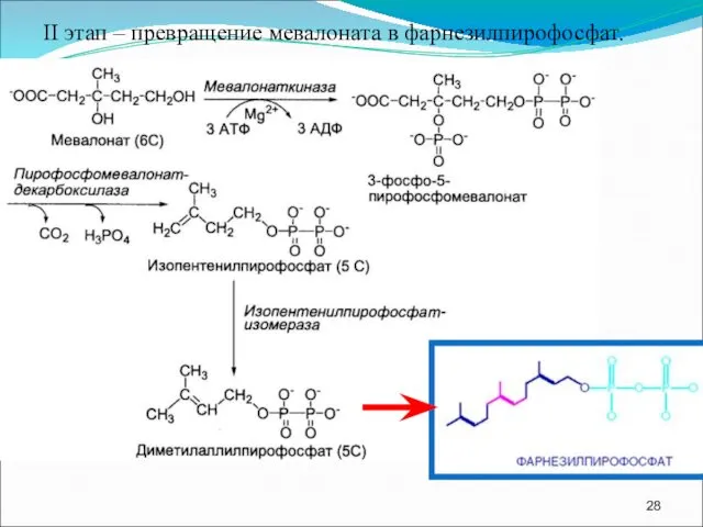 II этап – превращение мевалоната в фарнезилпирофосфат.
