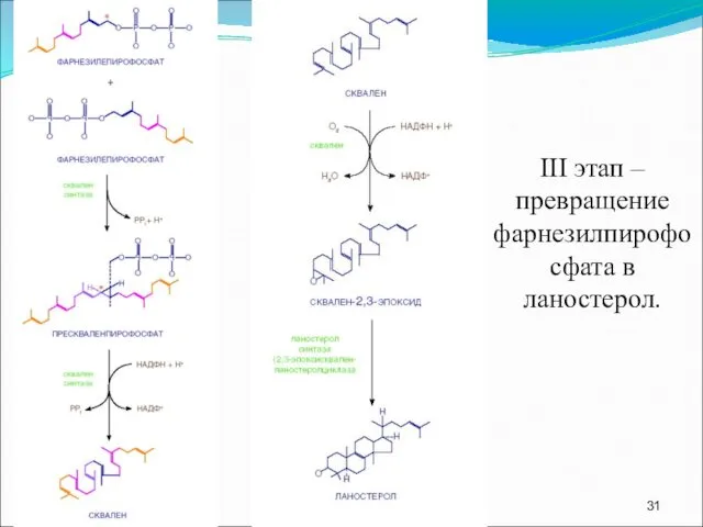 III этап – превращение фарнезилпирофосфата в ланостерол.