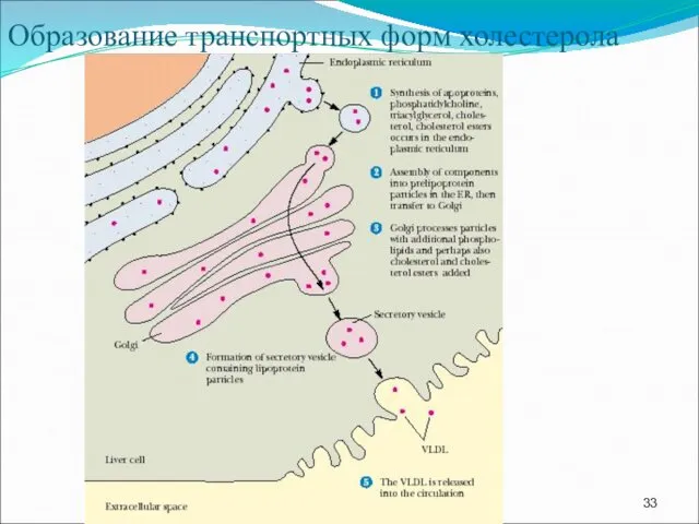 Образование транспортных форм холестерола