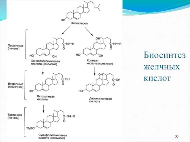 Биосинтез желчных кислот