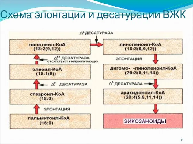 Схема элонгации и десатурации ВЖК