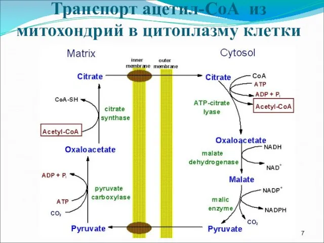 Транспорт ацетил-СоА из митохондрий в цитоплазму клетки