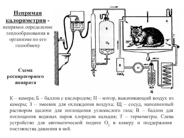 К – камера; Б – баллон с кислородом; Н –