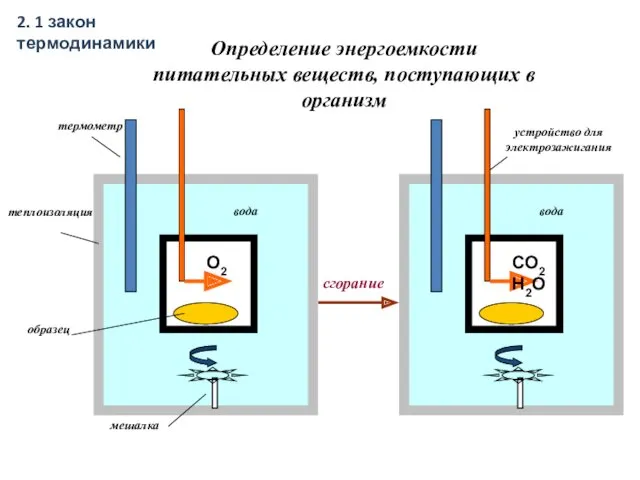 Определение энергоемкости питательных веществ, поступающих в организм 2. 1 закон термодинамики