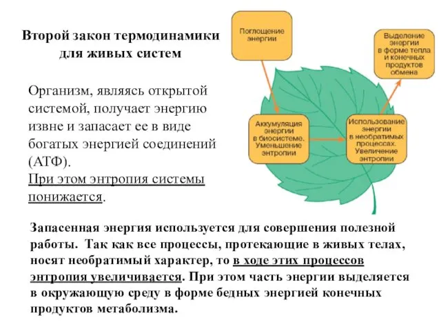 Организм, являясь открытой системой, получает энергию извне и запасает ее