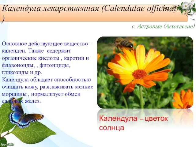 Календула лекарственная (Calendulae officinalis ) Календула – цветок солнца Основное
