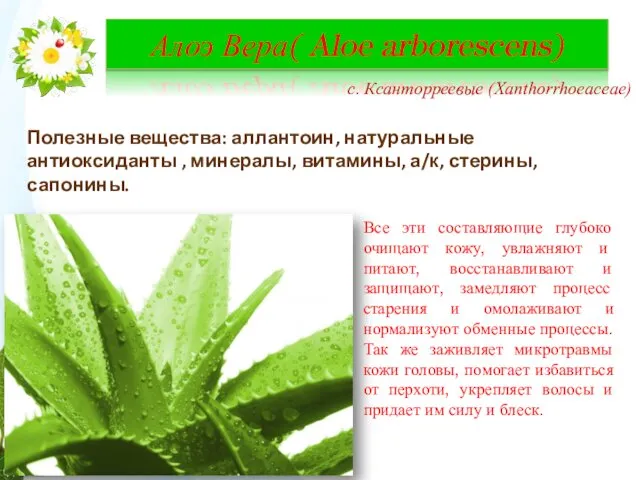 Алоэ Вера( Aloe arborescens) с. Ксанторреевые (Xanthorrhoeaceae) Полезные вещества: аллантоин,