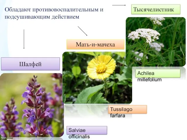 Шалфей Мать-и-мачеха Тысячелистник Обладают противовоспалительным и подсушивающим действием Salviae officinalis Tussilago farfara Achilea millefolium