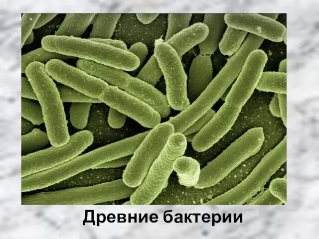 Древние бактерии