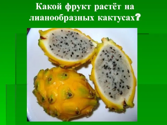 Какой фрукт растёт на лианообразных кактусах?