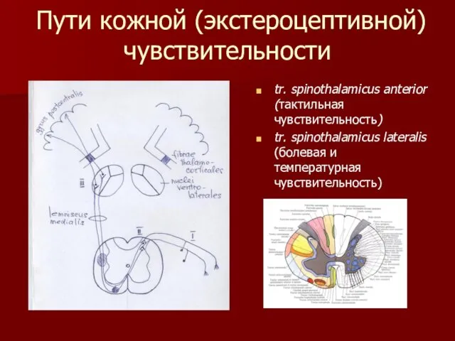 Пути кожной (экстероцептивной) чувствительности tr. spinothalamicus anterior (тактильная чувствительность) tr. spinothalamicus lateralis (болевая и температурная чувствительность)