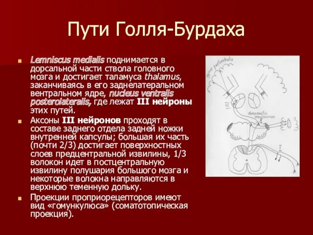 Пути Голля-Бурдаха Lemniscus medialis поднимается в дорсальной части ствола головного