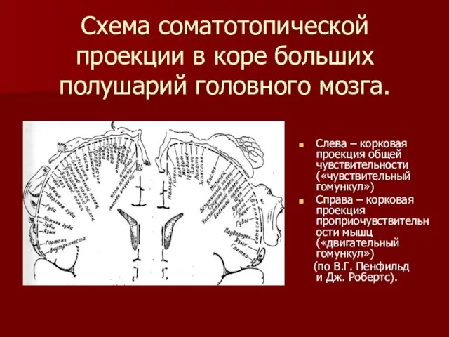 Схема соматотопической проекции в коре больших полушарий головного мозга. Слева