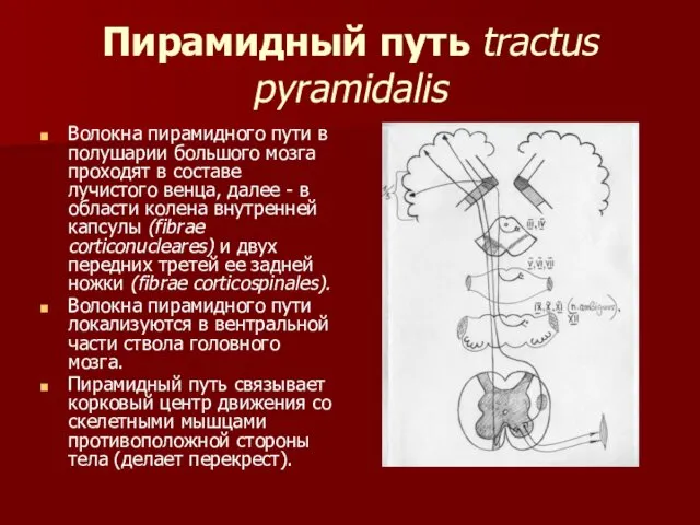 Пирамидный путь tractus pyramidalis Волокна пирамидного пути в полушарии большого