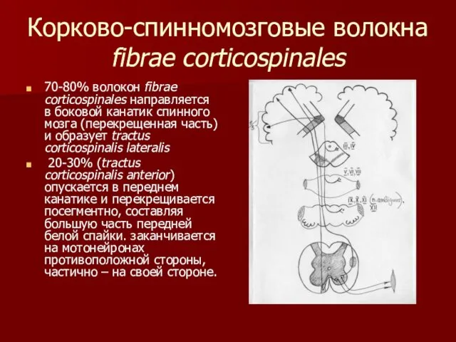 Корково-спинномозговые волокна fibrae corticospinales 70-80% волокон fibrae corticospinales направляется в