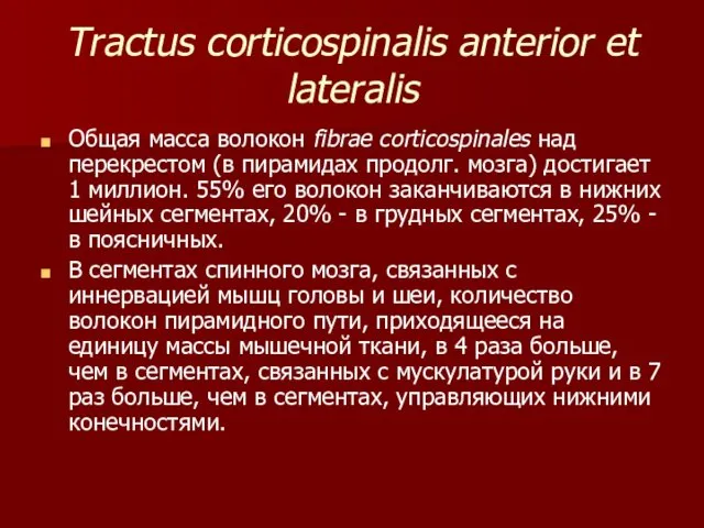 Tractus corticospinalis anterior et lateralis Общая масса волокон fibrae corticospinales