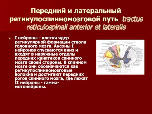 Передний и латеральный ретикулоспинномозговой путь tractus reticulospinali anterior et lateralis