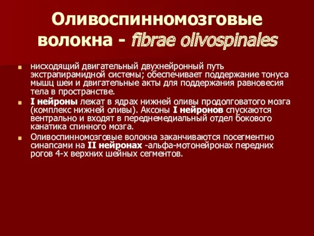 Оливоспинномозговые волокна - fibrae olivospinales нисходящий двигательный двухнейронный путь экстрапирамидной