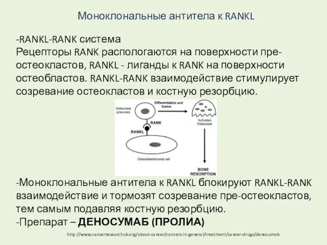 Моноклональные антитела к RANKL -RANKL-RANK система Рецепторы RANK распологаются на