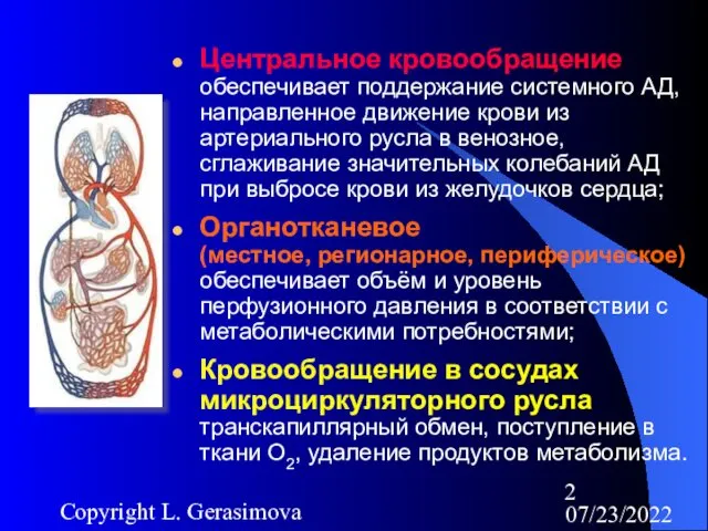07/23/2022 Copyright L. Gerasimova Центральное кровообращение обеспечивает поддержание системного АД,