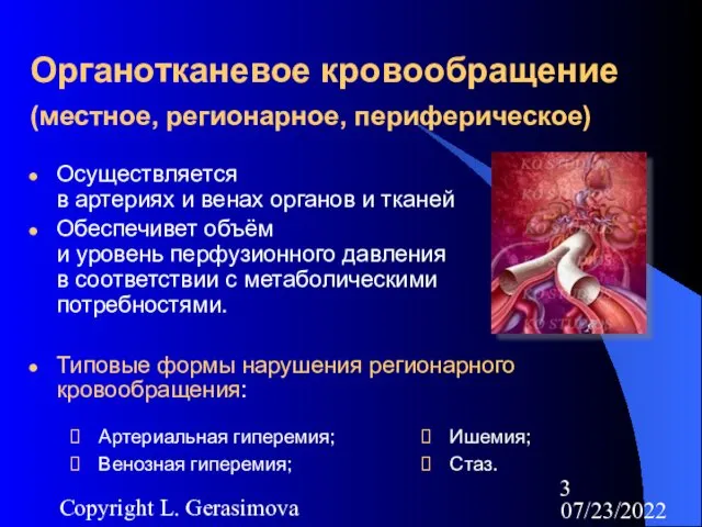 07/23/2022 Copyright L. Gerasimova Органотканевое кровообращение (местное, регионарное, периферическое) Осуществляется в артериях и