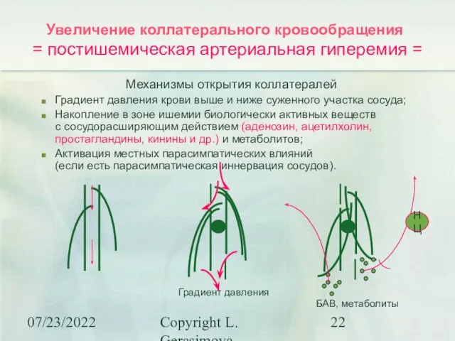 07/23/2022 Copyright L. Gerasimova Увеличение коллатерального кровообращения = постишемическая артериальная гиперемия = Механизмы