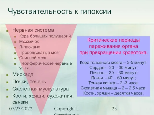 07/23/2022 Copyright L. Gerasimova Чувствительность к гипоксии Нервная система Кора больших полушарий Мозжечок
