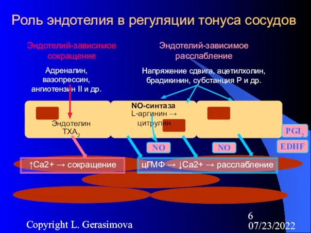 07/23/2022 Copyright L. Gerasimova Роль эндотелия в регуляции тонуса сосудов Эндотелий-зависимое расслабление Напряжение