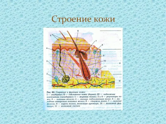 Строение кожи