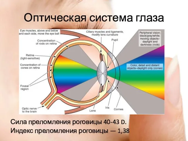 Оптическая система глаза Сила преломления роговицы 40-43 D. Индекс преломления роговицы — 1,38