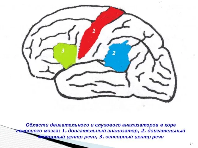 Области двигательного и слухового анализаторов в коре головного мозга: 1. двигательный анализатор, 2.