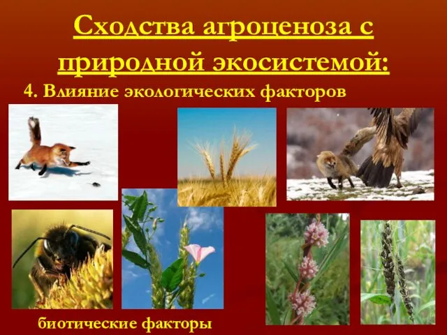 Сходства агроценоза с природной экосистемой: 4. Влияние экологических факторов биотические факторы