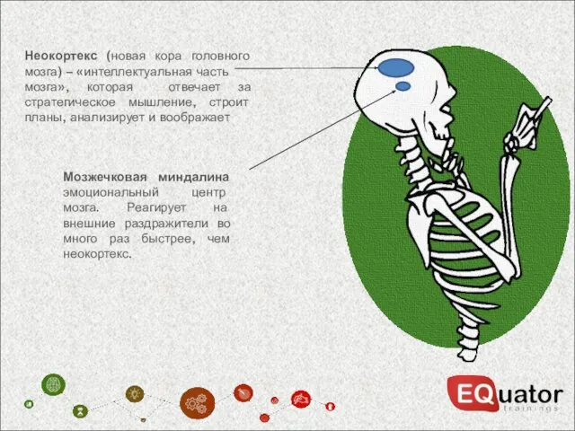 Неокортекс (новая кора головного мозга) – «интеллектуальная часть мозга», которая