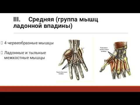 III. Средняя (группа мышц ладонной впадины) 4 червеобразные мышцы Ладонные и тыльные межкостные мышцы