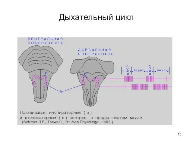 Дыхательный цикл