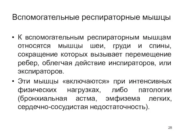 Вспомогательные респираторные мышцы К вспомогательным респираторным мышцам относятся мышцы шеи,