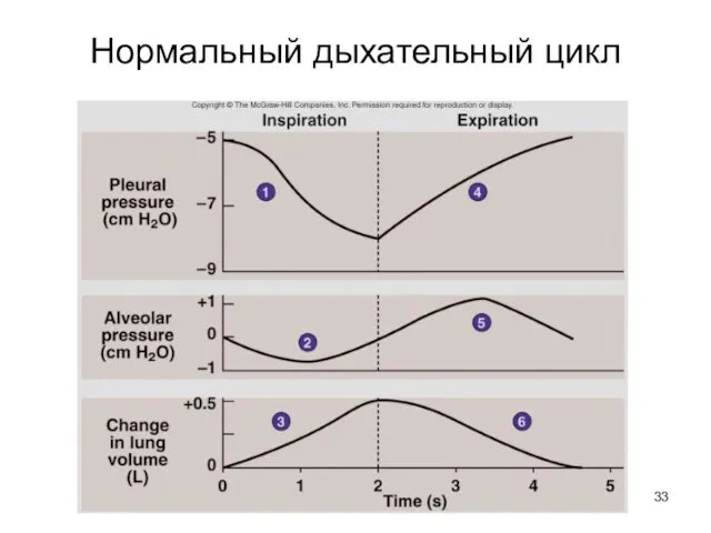 Нормальный дыхательный цикл