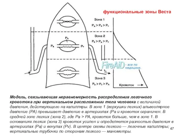 Модель, связывающая неравномерность распределения легочного кровотока при вертикальном расположении тела