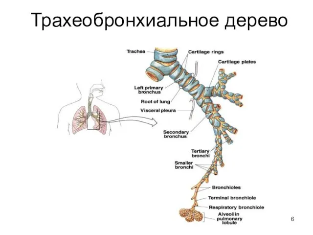 Трахеобронхиальное дерево