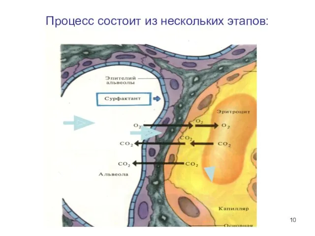 Процесс состоит из нескольких этапов: