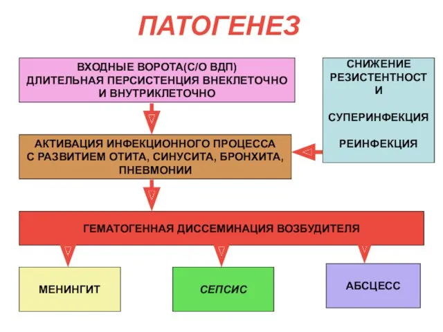 ПАТОГЕНЕЗ ВХОДНЫЕ ВОРОТА(С/О ВДП) ДЛИТЕЛЬНАЯ ПЕРСИСТЕНЦИЯ ВНЕКЛЕТОЧНО И ВНУТРИКЛЕТОЧНО АБСЦЕСС