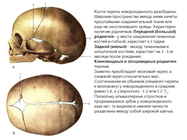 Кости черепа новорожденного разобщены. Широкие пространства между ними заняты прослойками