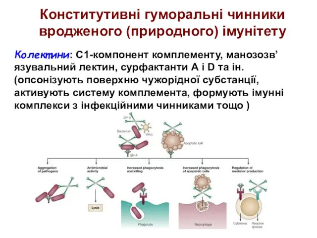 Колектини: С1-компонент комплементу, манозозв’язувальний лектин, сурфактанти А і D та