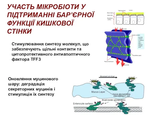 УЧАСТЬ МІКРОБІОТИ У ПІДТРИМАННІ БАР’ЄРНОЇ ФУНКЦІЇ КИШКОВОЇ СТІНКИ Стимулювання синтезу